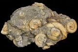 Dactylioceras Ammonite Cluster - Germany #77183-1
